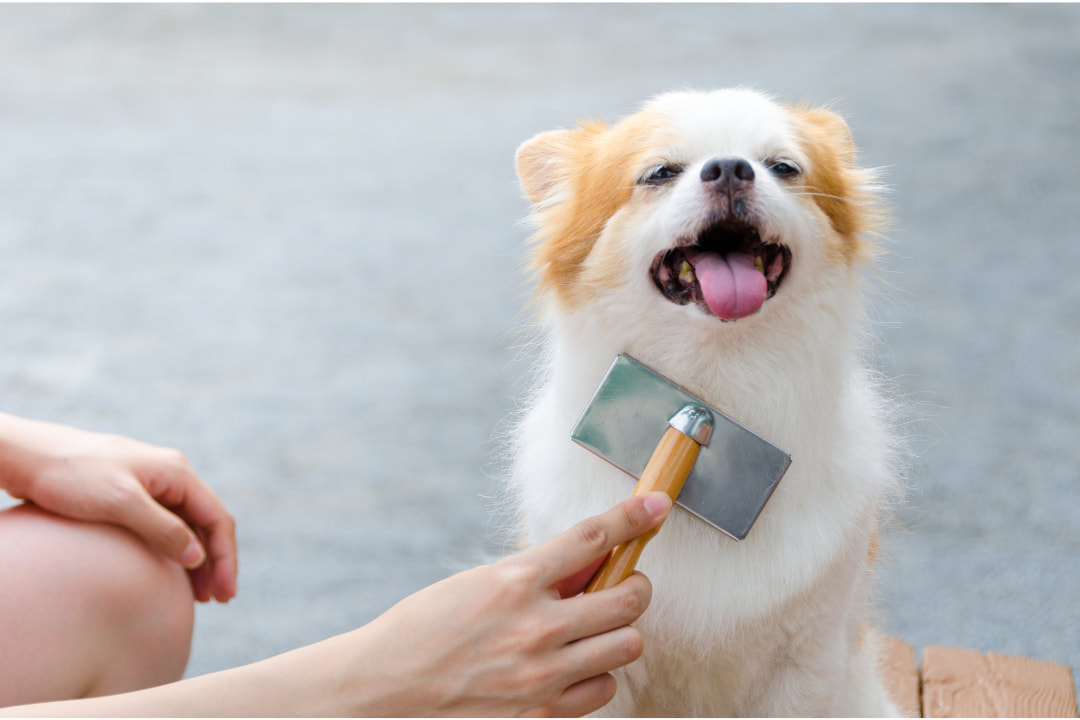 Mobile Pet - Dog Grooming, Pet Bathing Places Near Me ...