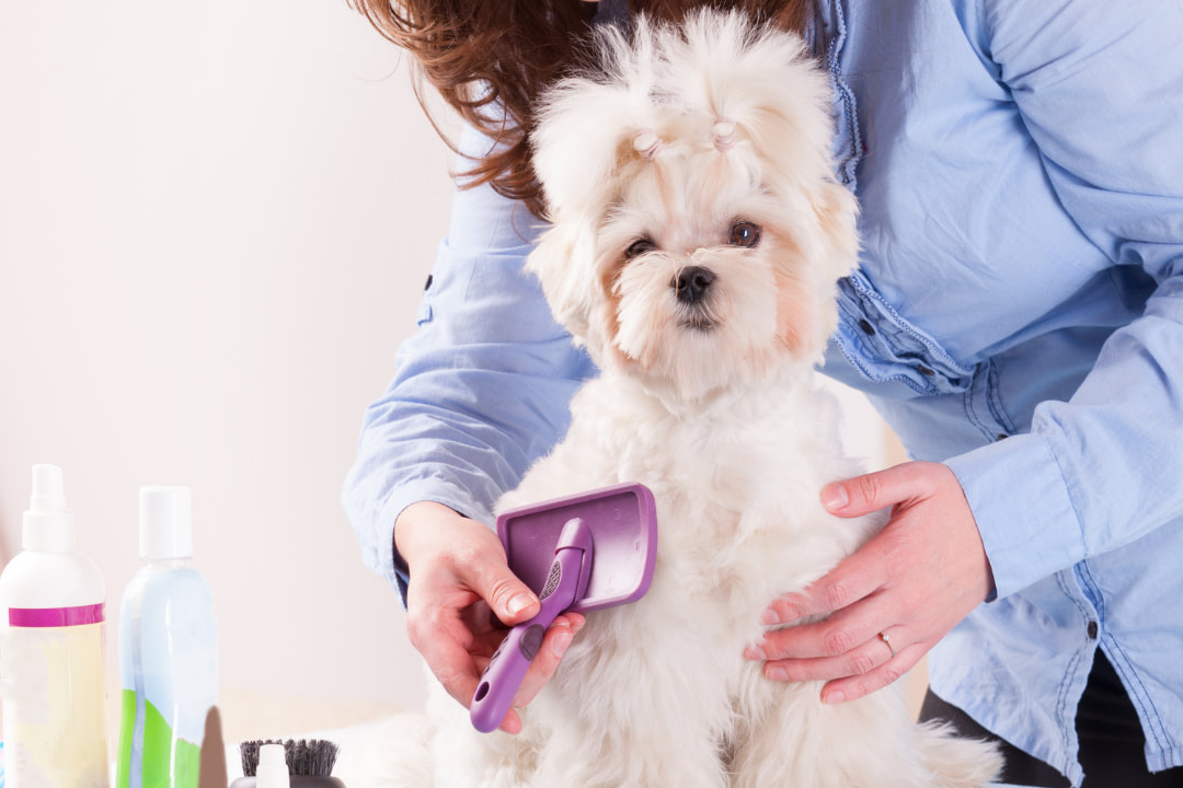 Mobile Pet - Dog Grooming, Pet Bathing Places Near Me ...